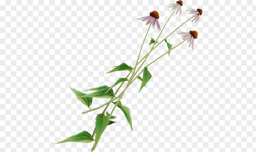 Echinacea The Forest Ingredient Plant Stem Coneflower PNG