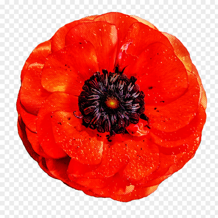 Poppy Australian War Memorial Coquelicot PNG