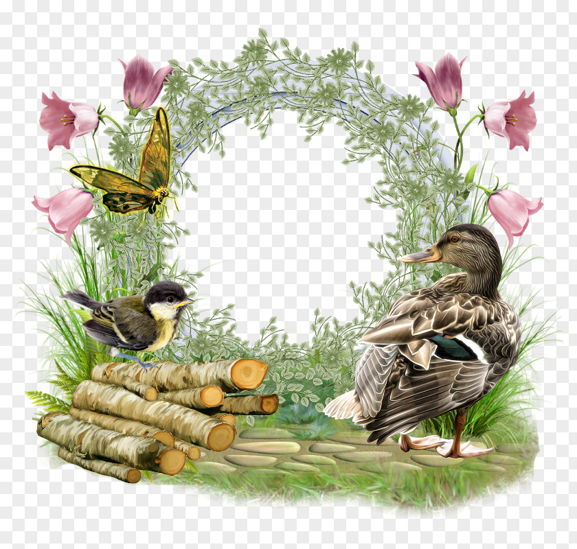 Blog Water Bird Friendship Duck Picture Frames PNG