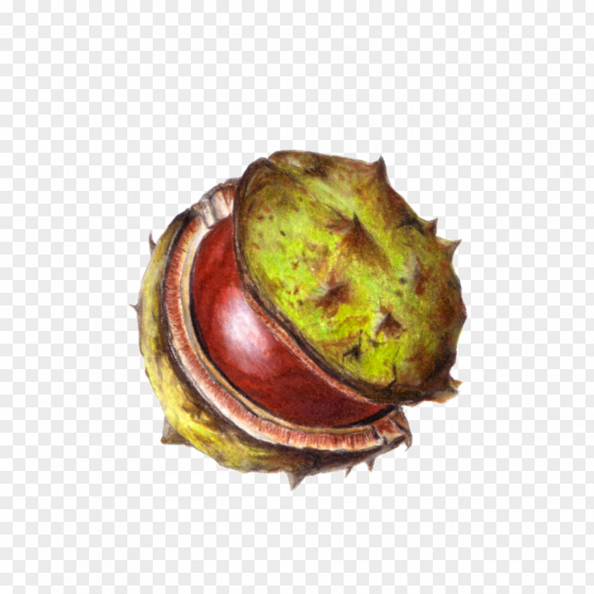 Pencil Chestnut Conkers Colored Drawing PNG