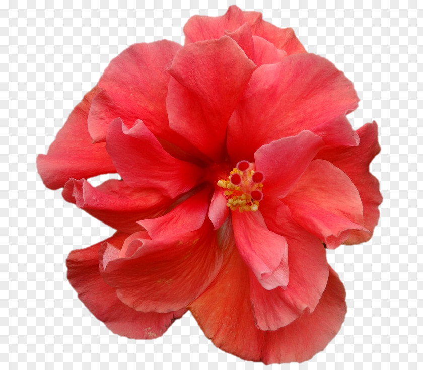 Durga Maa Japanese Camellia Flowering Plant Mallows Hibiscus PNG
