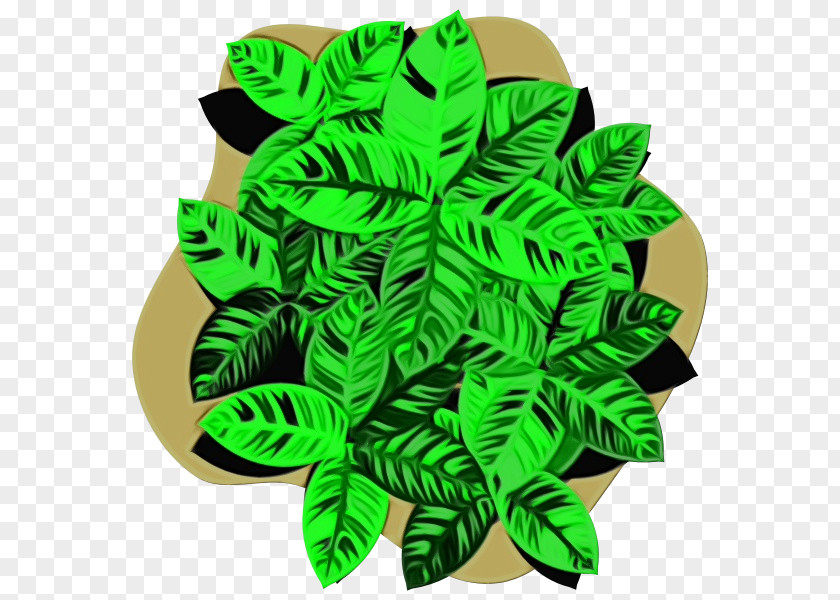 Leaf Green Biology Science Plant Structure PNG