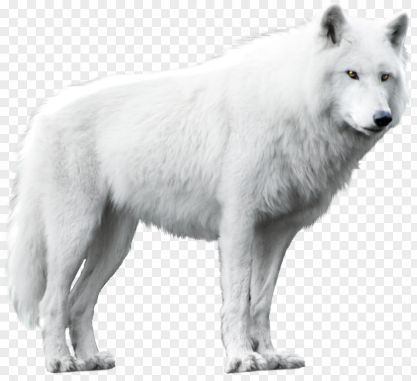 Wolf Dog Arctic Alaskan Tundra Black PNG