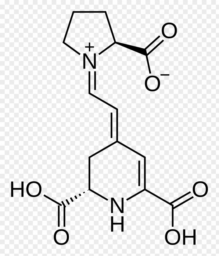 Ax Acetylcysteine Essential Amino Acid Asparagine PNG