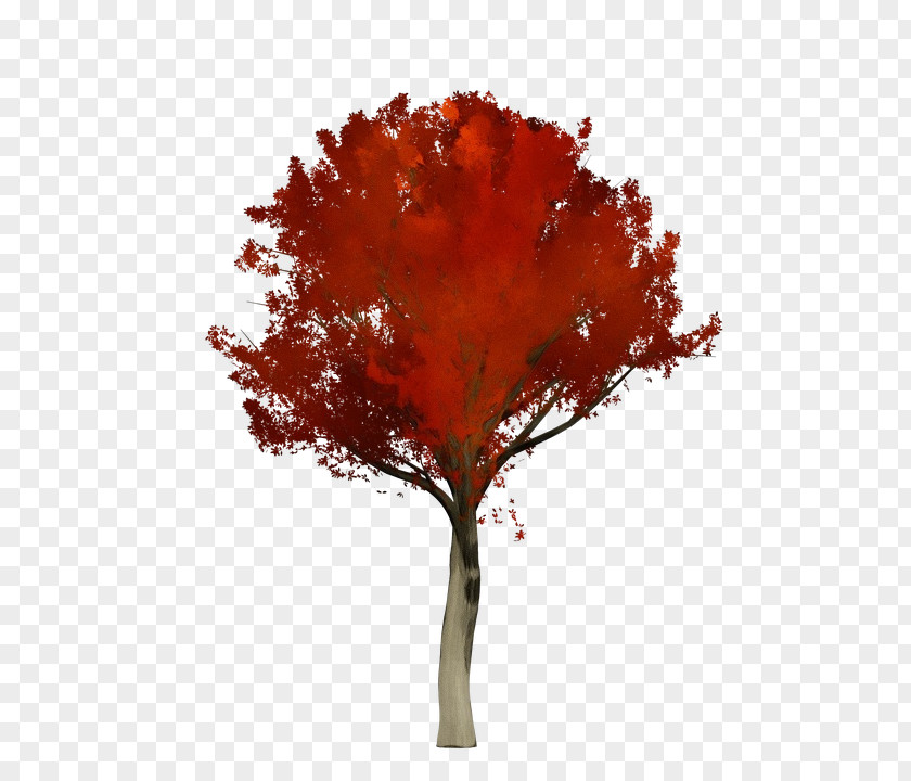 Beech Flower Red Maple Leaf PNG