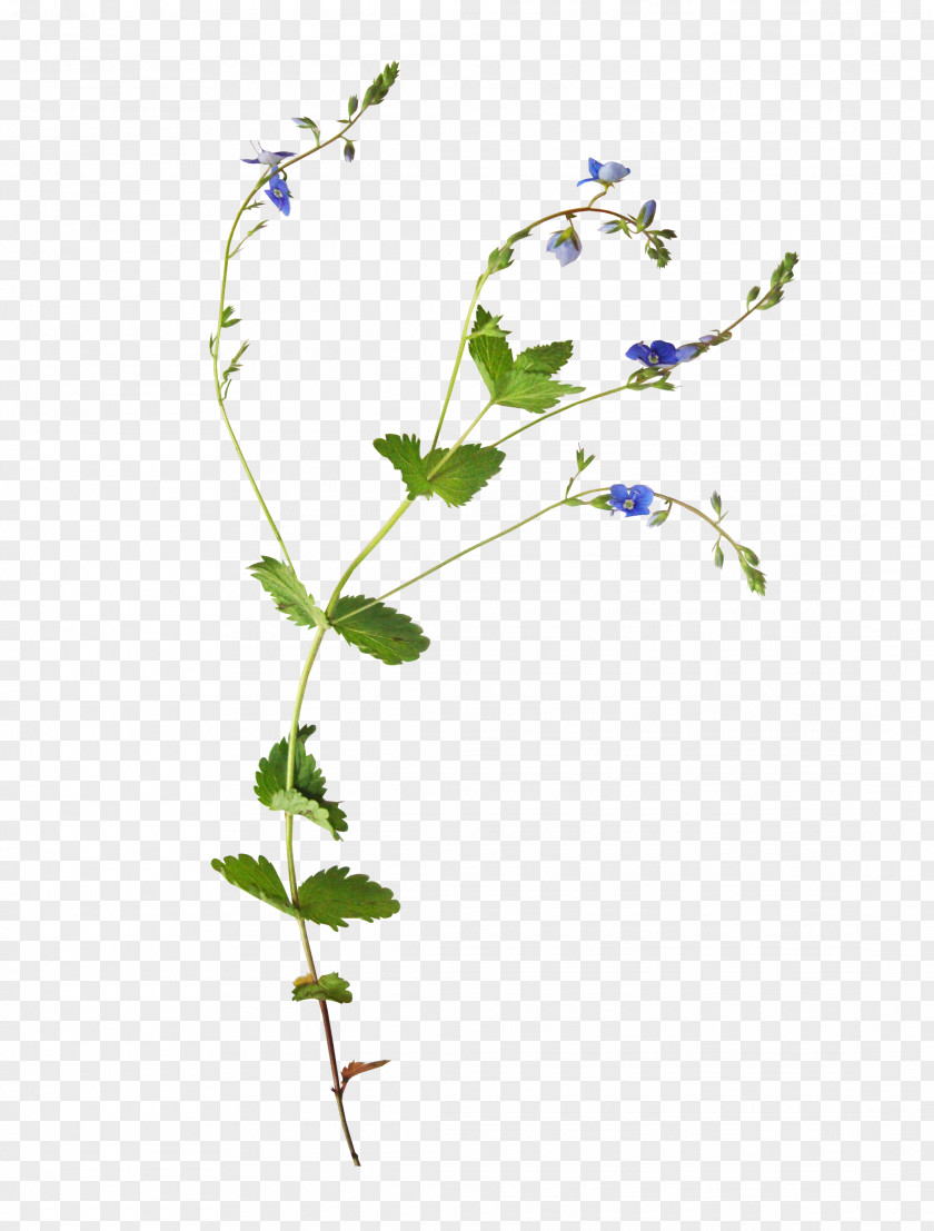 Botanical Flower Paper Clip Art PNG