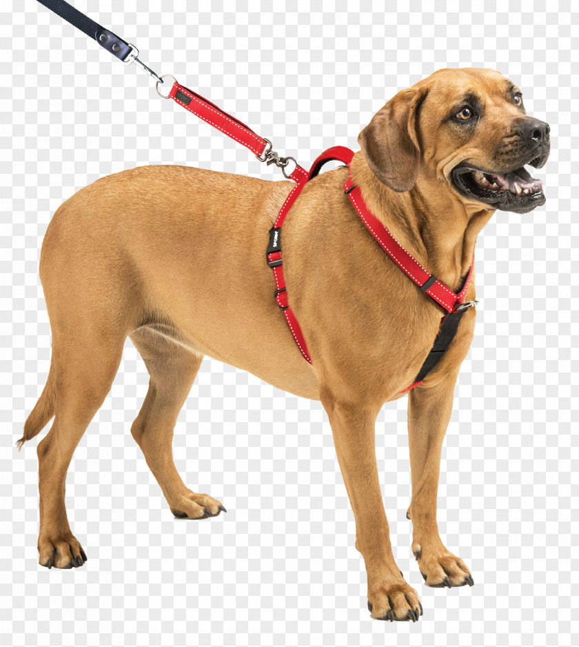 Dog Harness Puppy Collar Leash PNG