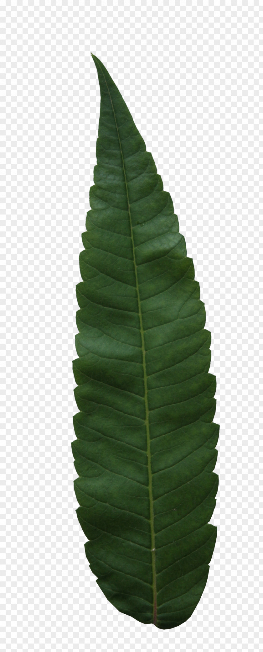 Leaf Tree Birch Image Resolution PNG