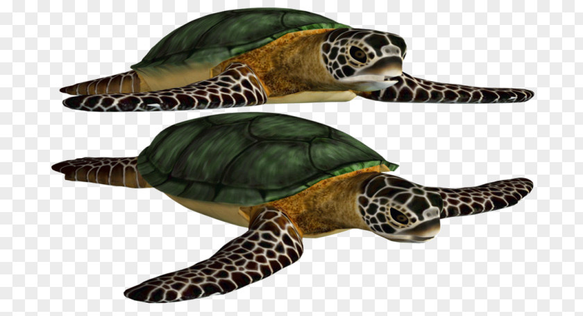 Turtle Loggerhead Sea Green Image PNG