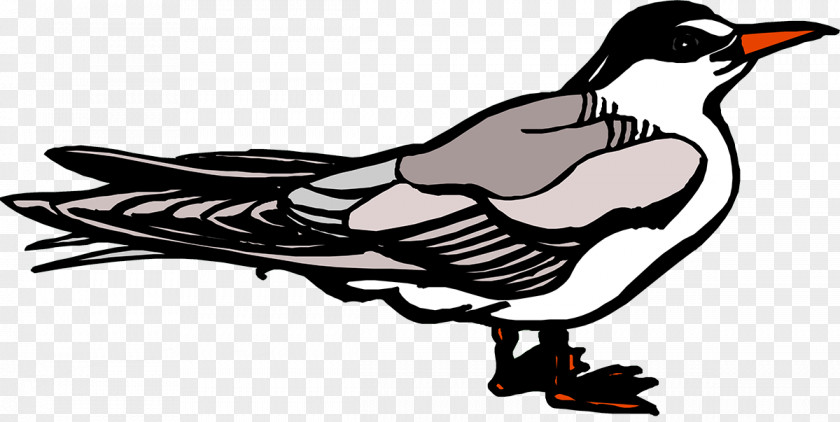 Duck Cartoon Beak Clip Art PNG