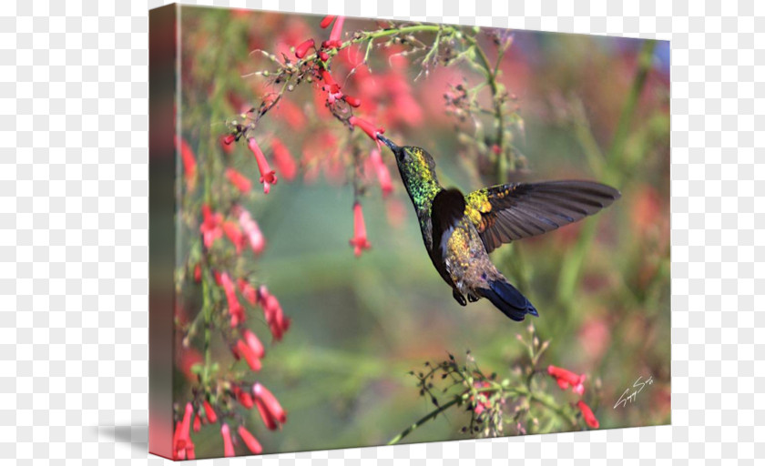 Humming Birds Hummingbird Gallery Wrap Fauna Ecosystem Canvas PNG