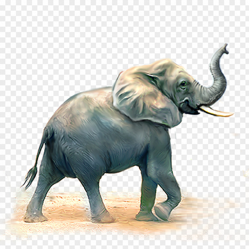 Animal PNG clipart PNG