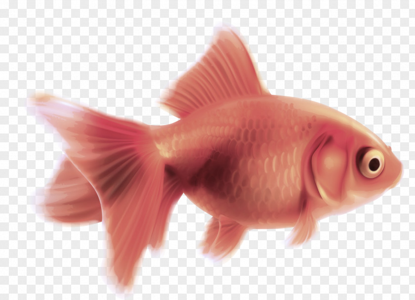 Fish Goldfish Pink Fin PNG