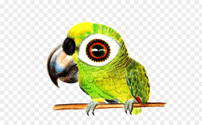 Hand-painted Parrot Bird Drawing Colored Pencil Sketch PNG