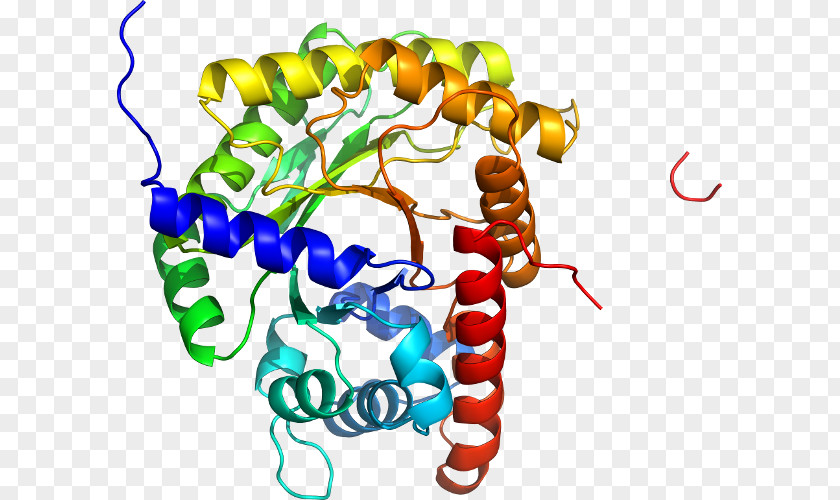 KIF5A UniProt Kinesin Protein KIF5C PNG