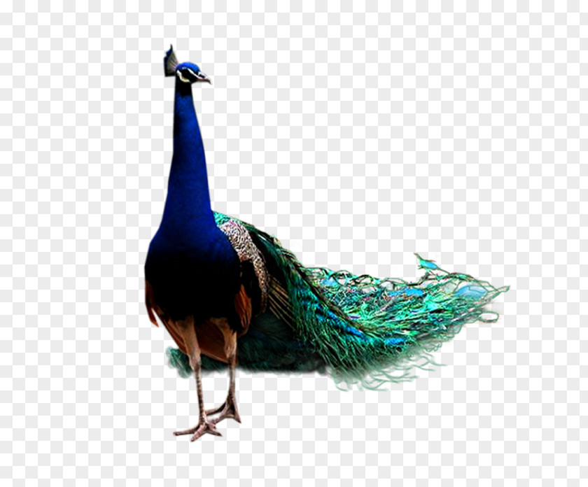Peacock Bird Peafowl Feather PNG