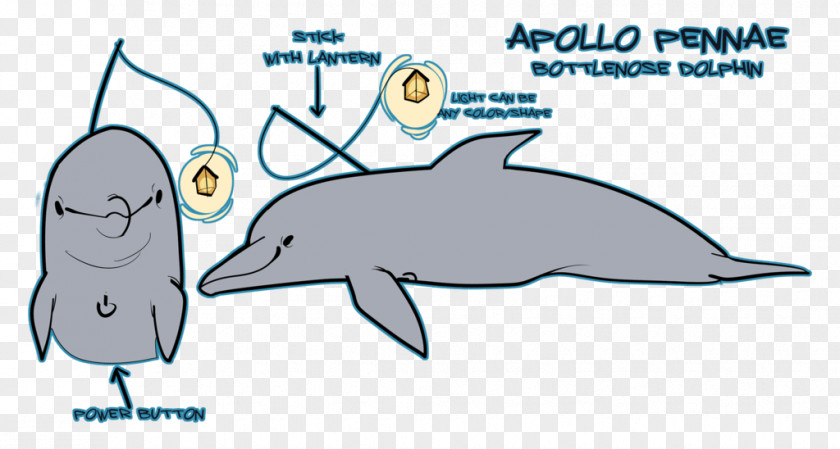 Porpoise Common Bottlenose Dolphin Tucuxi August 10 PNG