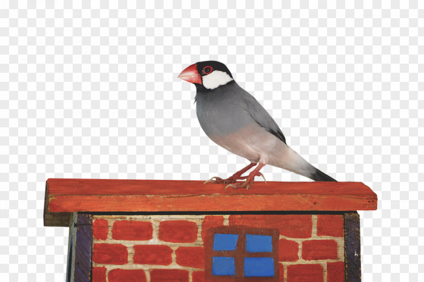 Bird Java Sparrow Cygnini PNG