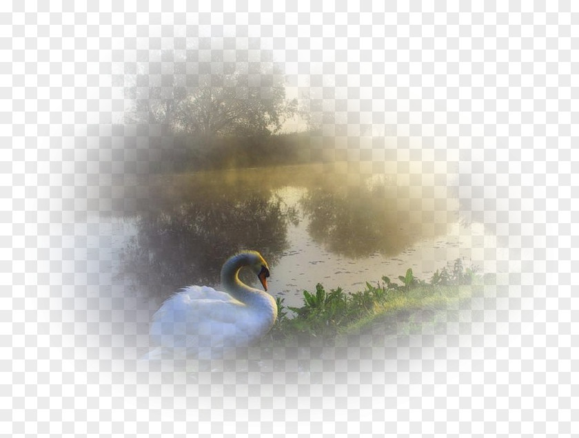 Duck Nature Desktop Wallpaper Clip Art PNG