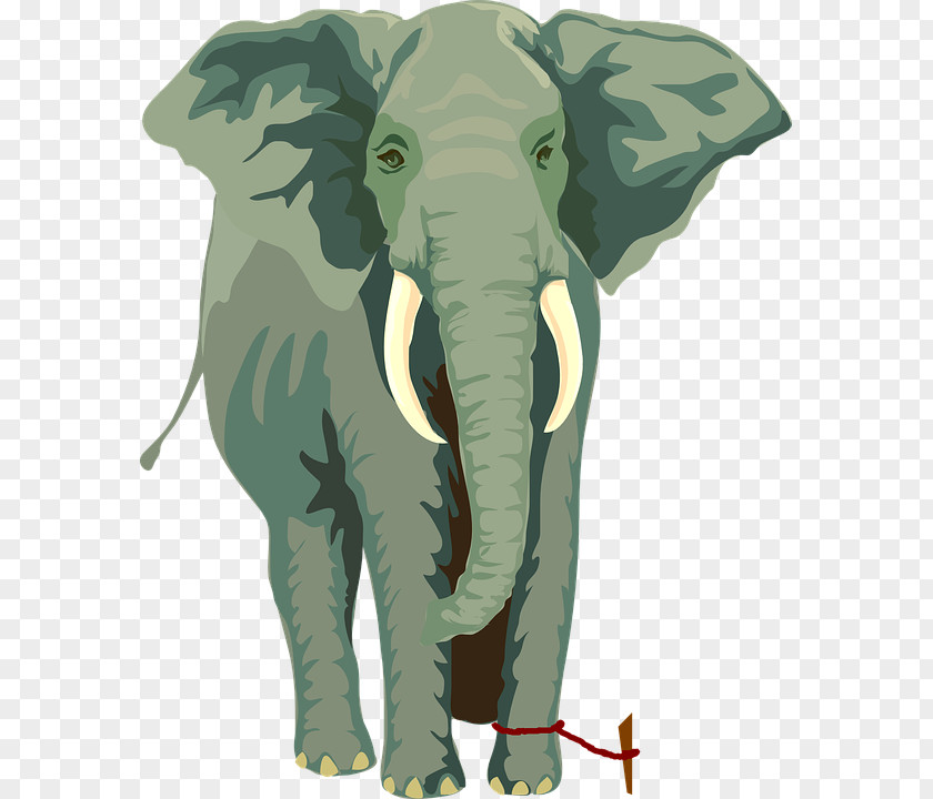 Elephant African Asian Rope The Elephants PNG