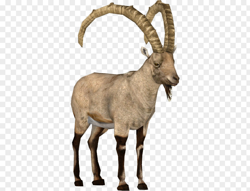 Goat Argali Barbary Sheep Alpine Ibex PNG