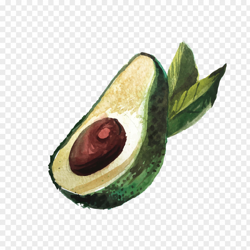 Hand-painted Avocado Drawing PNG