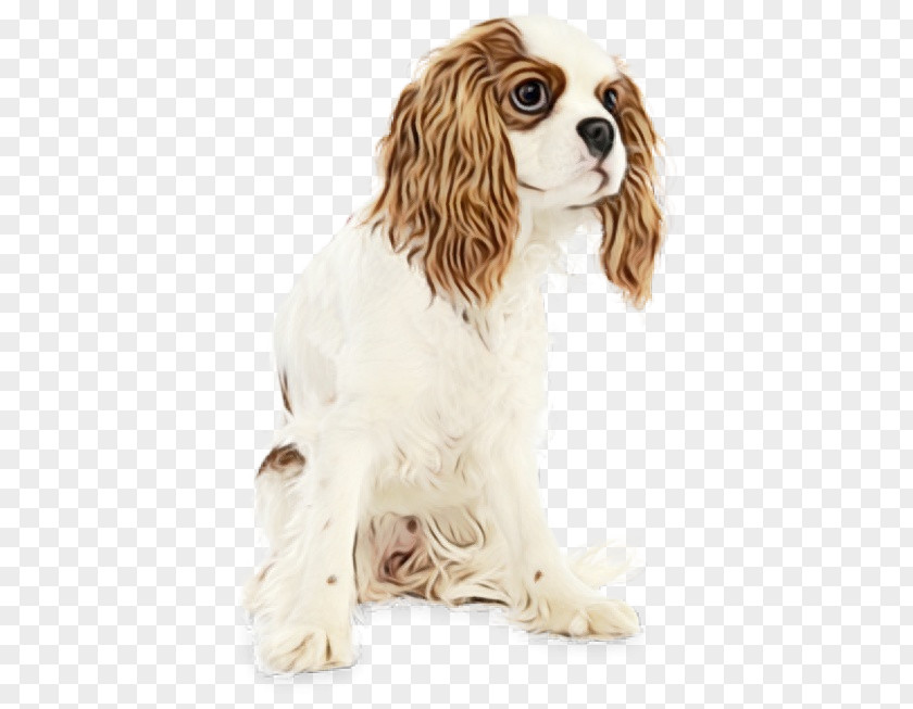 Dog Cocker Spaniel King Charles Cavalier PNG