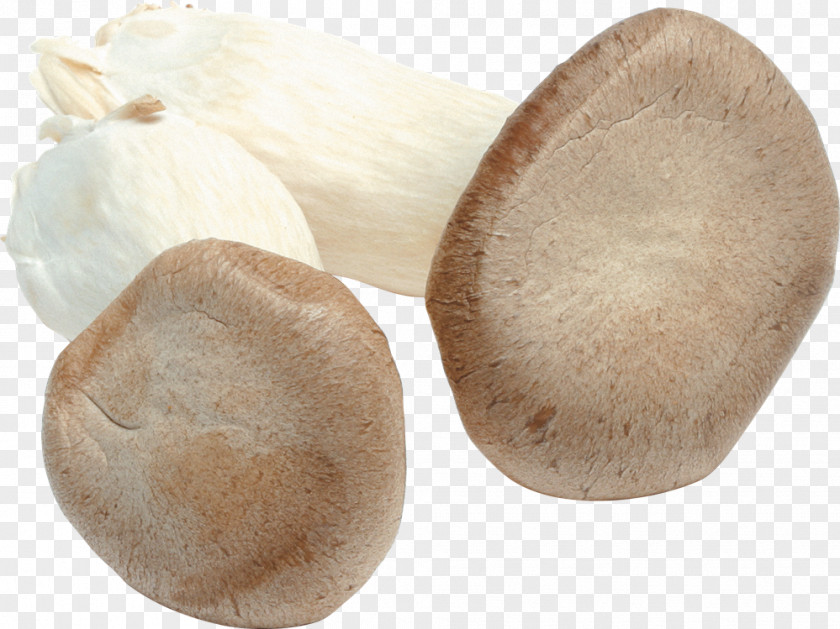 Mushroom Pleurotus Eryngii Oyster Fungus PNG