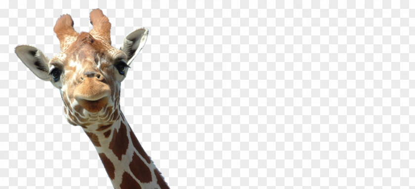 Oreja The Giraffe Family Reticulated PNG