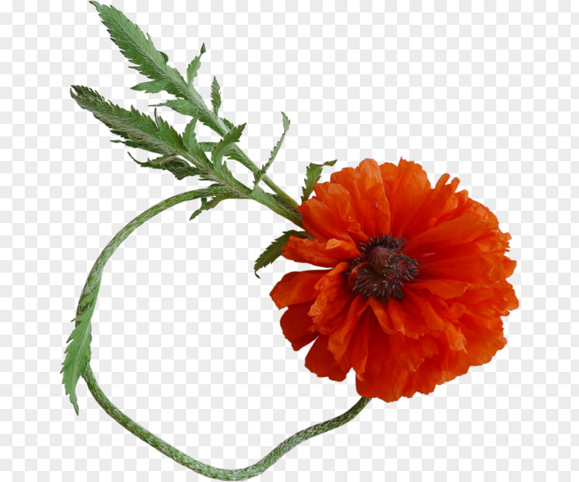 Papaveri Common Poppy Flower Clip Art PNG