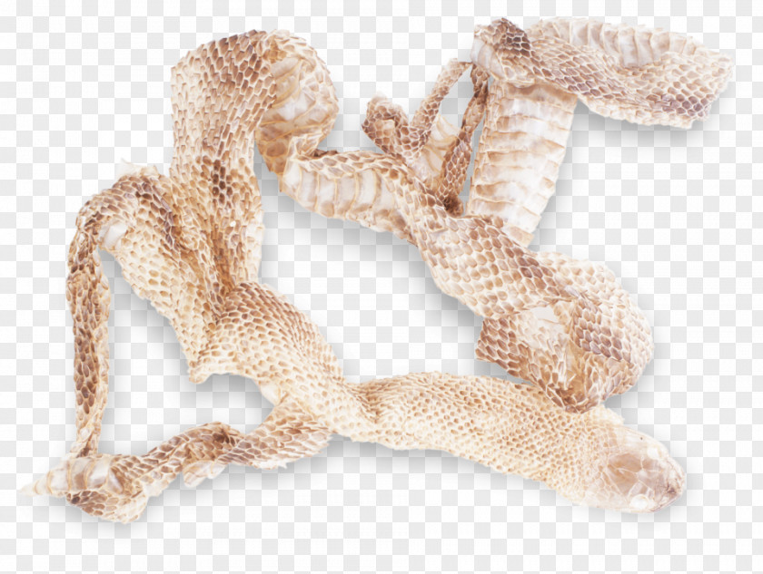 Snake Scale Moulting Fur PNG