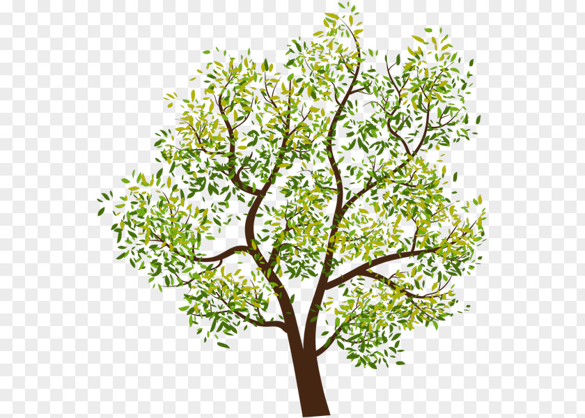 Tree Clip Art PNG