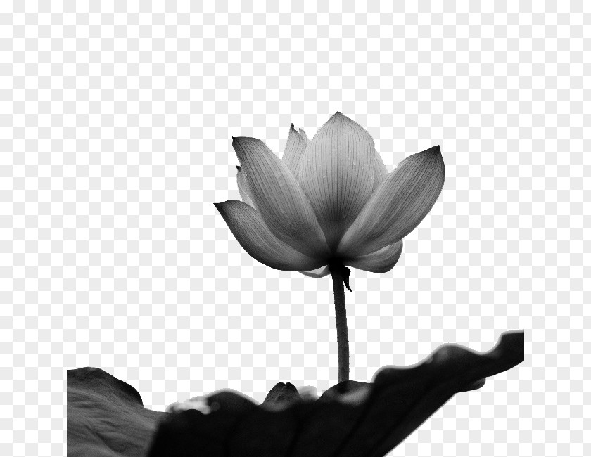 Lotus Black And White Software PNG
