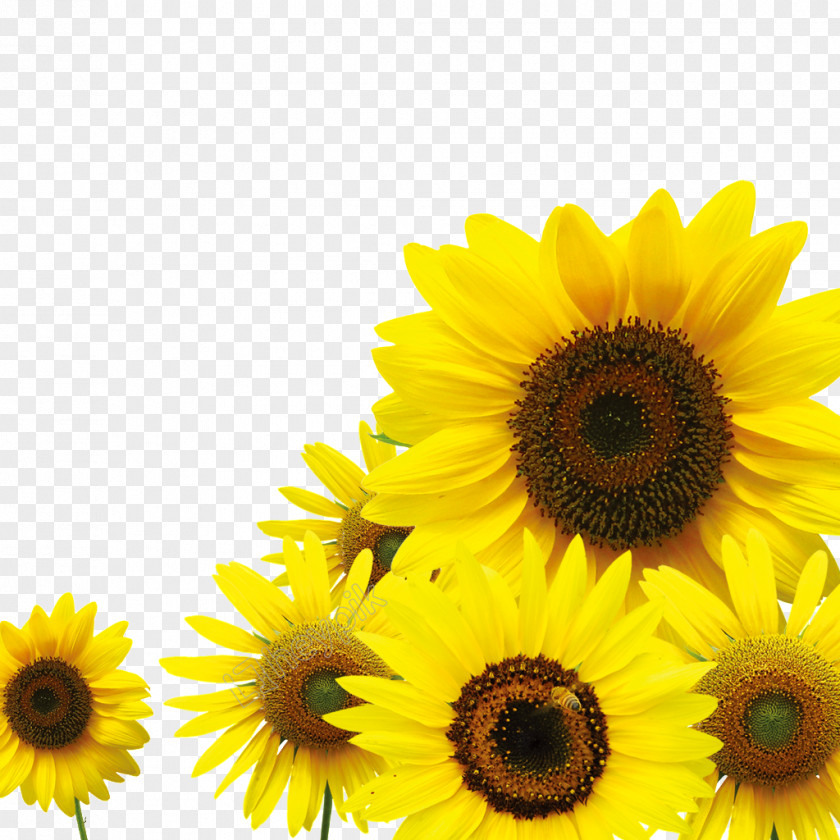Bao Graphic Common Sunflower Image Download Vector Graphics PNG