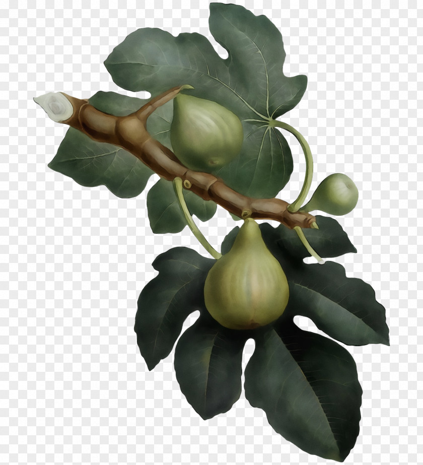 Fruit Tree PNG