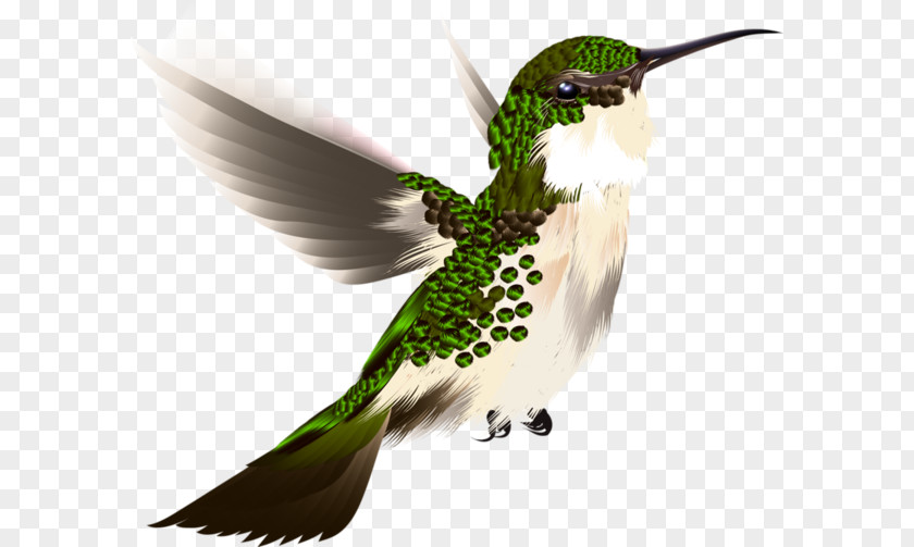 Haming Birds Hummingbird PNG