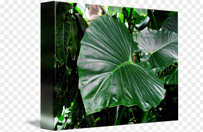 Tropical Leaf Elephant's Ear Plant Vegetation PNG