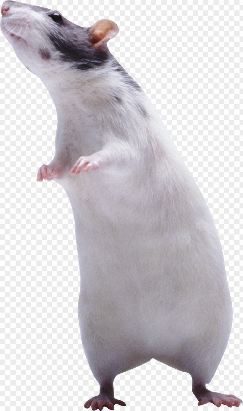Mouse Rat Rodent Muroidea PNG