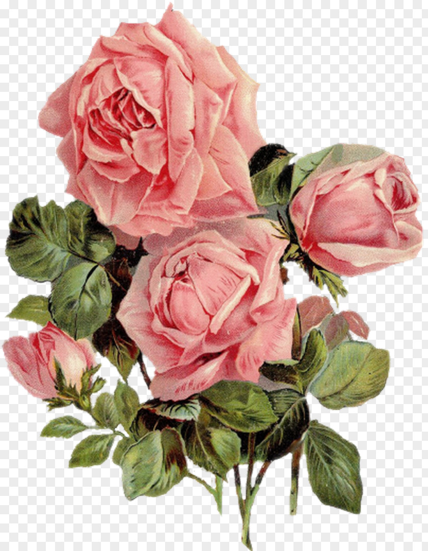 Watercolor Roses Cut Flowers Centifolia Yarn Garden PNG