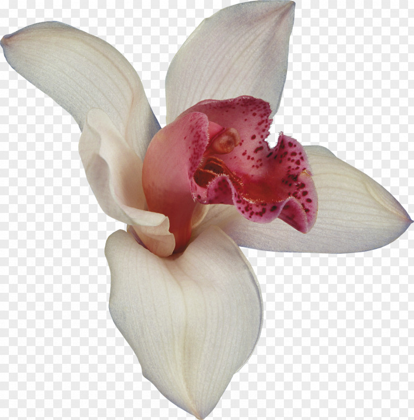 Euclidean Flower Orchids Dendrobium Blog PNG