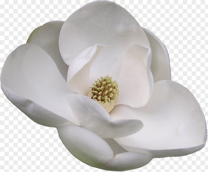 Flor Flowering Plant Southern Magnolia Chinese PNG