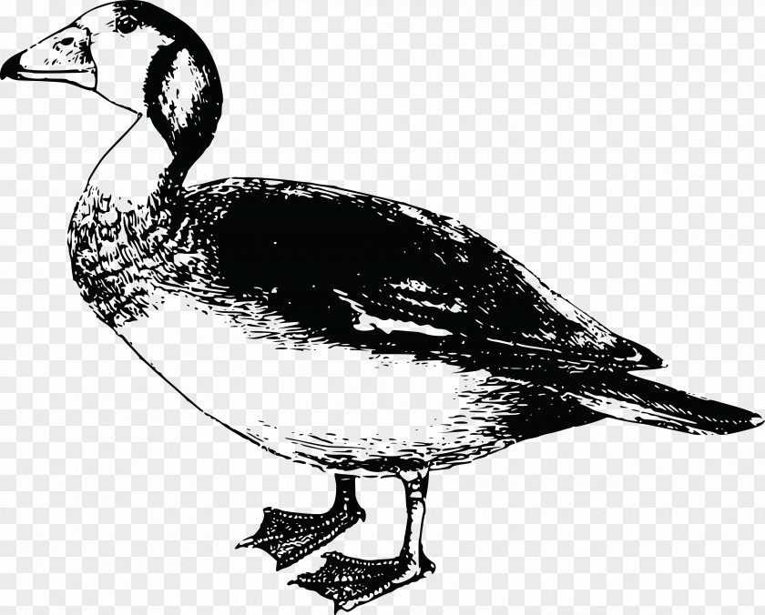 Goose Africa Bird Duck Clip Art PNG