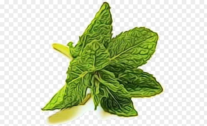Herb Flower Green Leaf Watercolor PNG