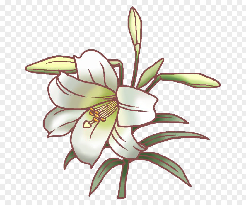Lily Easter Tiger Flower Lilium Speciosum Illustration PNG