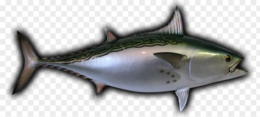 Mackerel Little Tunny Albacore Thunnus Oily Fish PNG