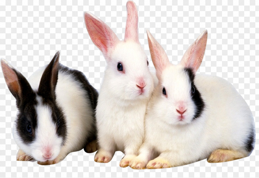 Three Cute Little Bunny Rabbit High-definition Television Video 1080p Wallpaper PNG