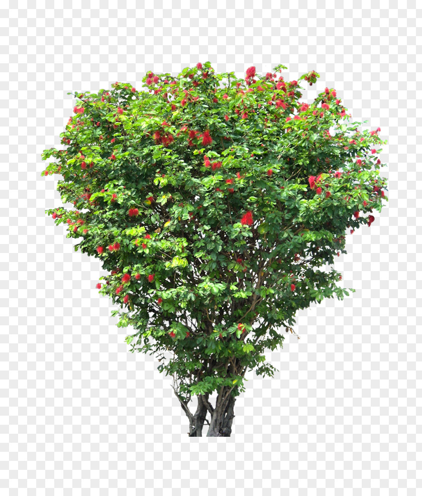 Tree Shrub PNG