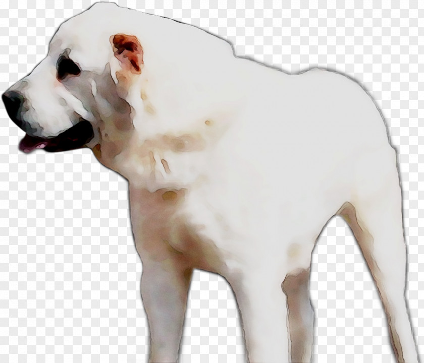 American Bulldog Dogo Argentino Cordoba Fighting Dog Bully Breed PNG