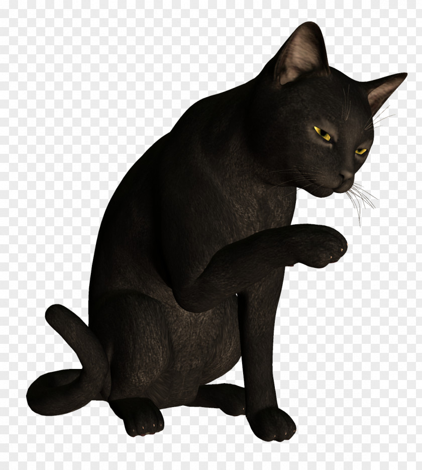 Black Cat Burmese Bombay Korat Havana Brown PNG