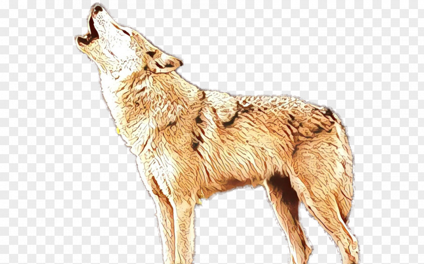 Coyote Dog Jackal Wildlife Berger Picard PNG